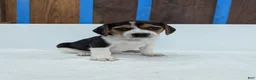 Beagle dogs for sale: Roxy - Ad 4