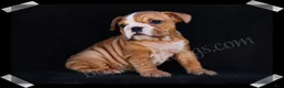English Bulldog dogs for sale: Muffin - Ad 8