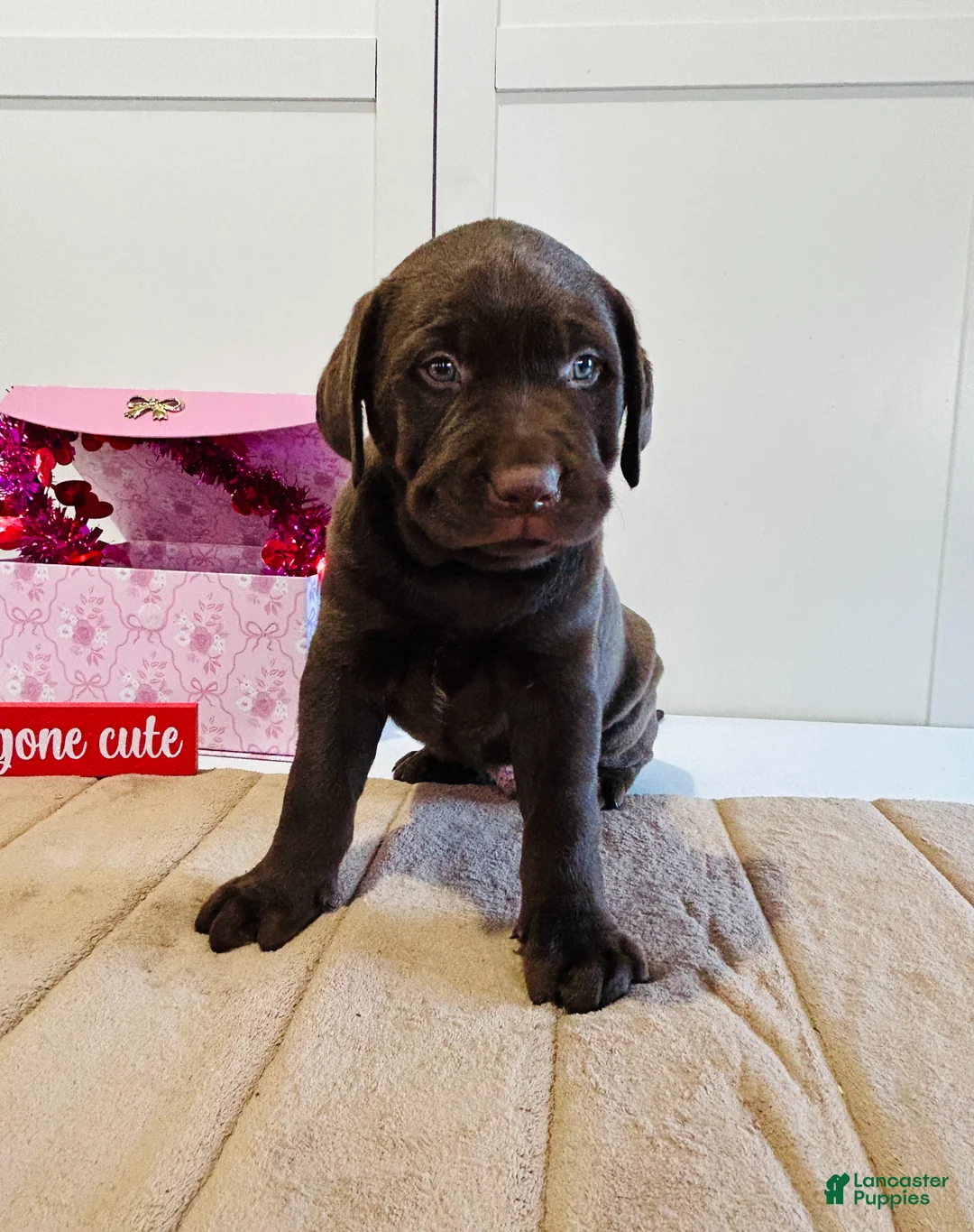 Labrador Retriever dogs for sale: Kobe - Ad 4