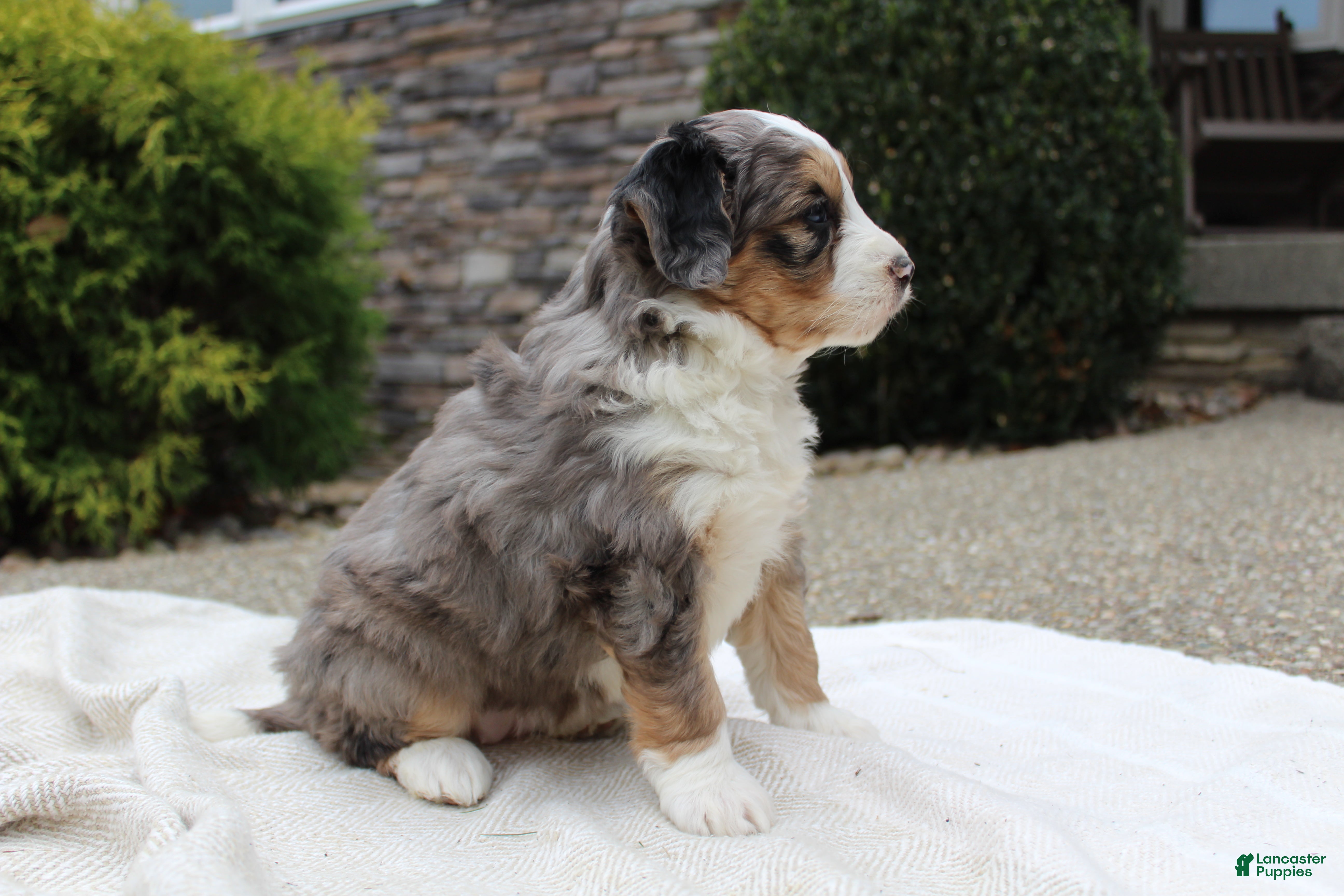 Mini Bernedoodle dogs Lucia  - Ad 37