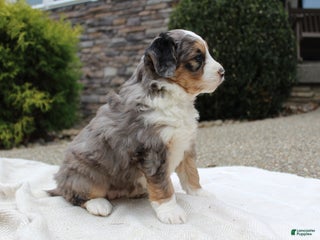 Mini Bernedoodle dogs Lucia - Ad 20