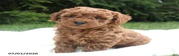 Miniature Poodle dogs for sale: Riley - Ad 4