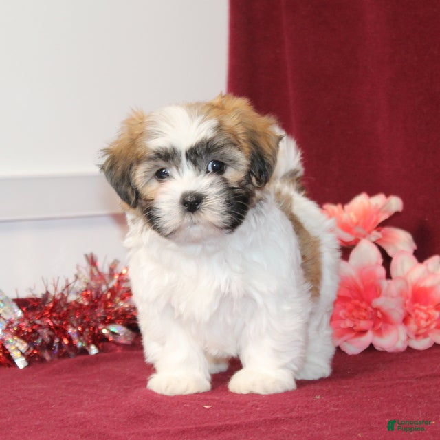 Teddy Bear dogs Zelda - Ad 2