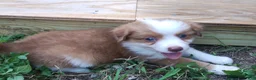 Mixed Breed dogs for sale: Nathan - Ad 1