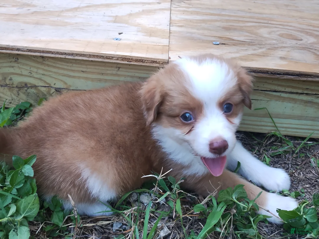 Mixed Breed dogs for sale: Nathan - Ad 1