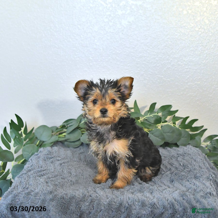 Yorkshire Terrier dogs Thor - EXTRA SMALL - Ad 2