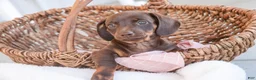 Dachshund dogs for sale: Americano - Ad 2
