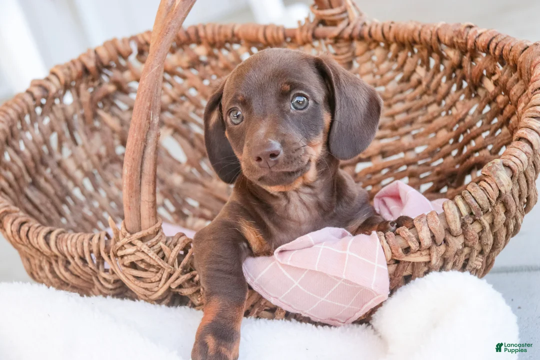 Dachshund dogs for sale: Americano - Ad 2