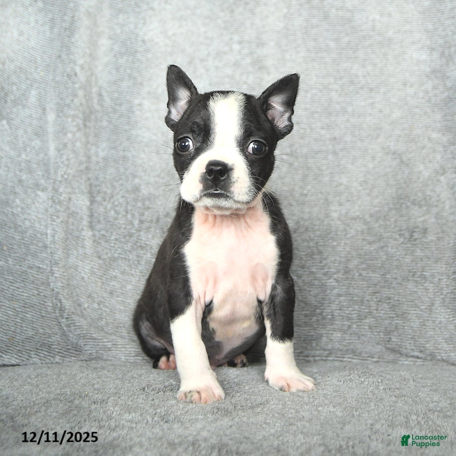 Boston Terrier dogs Skylar - Ad 21