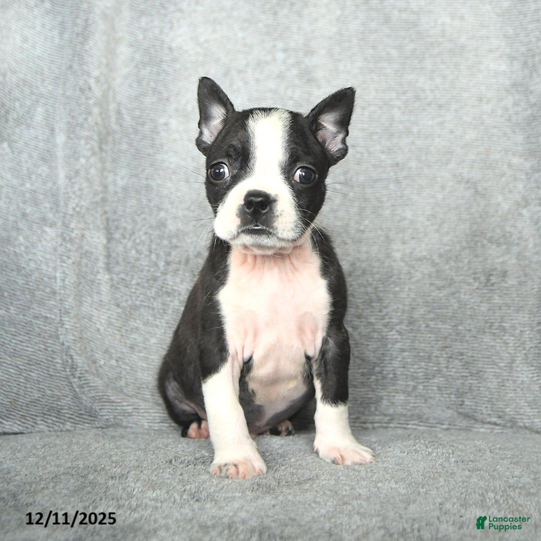 Boston Terrier dogs for sale: Skylar - Ad 1