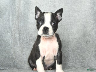 Boston Terrier dogs Skylar - Ad 3