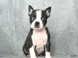 Boston Terrier dogs Skylar - Ad 22
