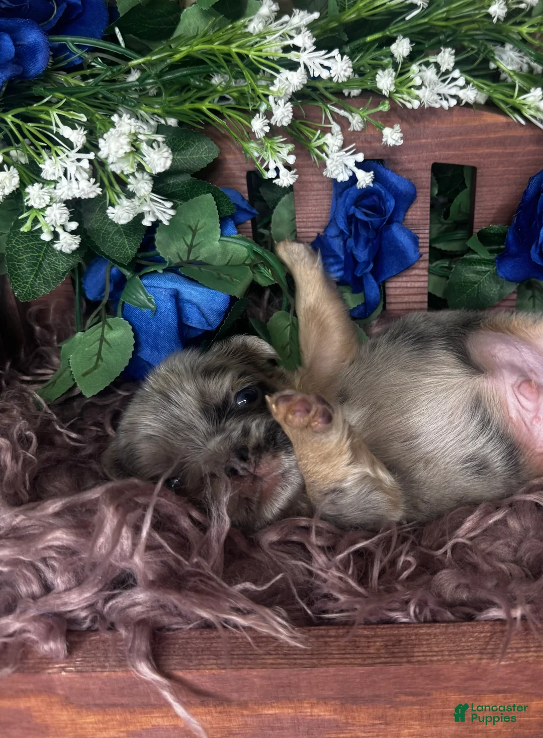 French Bulldog dogs for sale: Truffles  - Ad 16