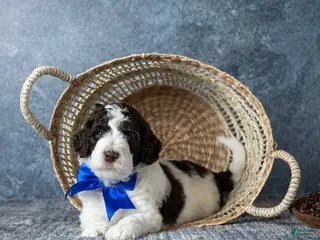 Goldendoodle dogs Mr. Latte - Parti Goldendoodle - Ad 2