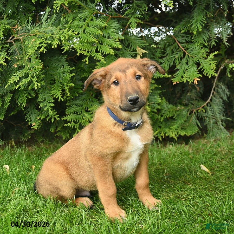 Mixed Breed dogs Eagle  - Ad 1
