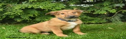 Mixed Breed dogs for sale: Eagle  - Ad 1