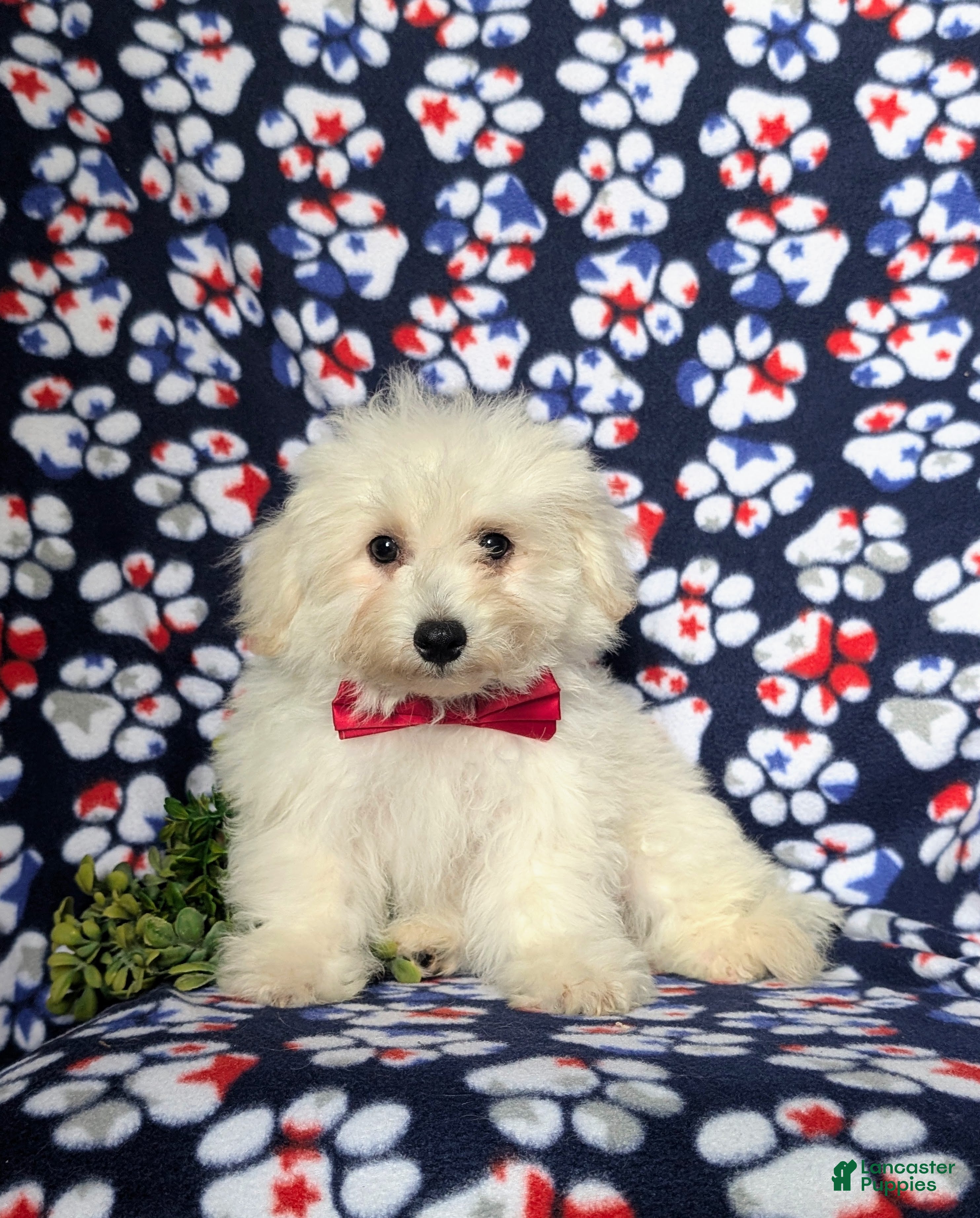Bichon Frise dogs Barney - Ad 2