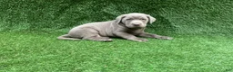Labrador Retriever dogs for sale: Conner - Ad 3