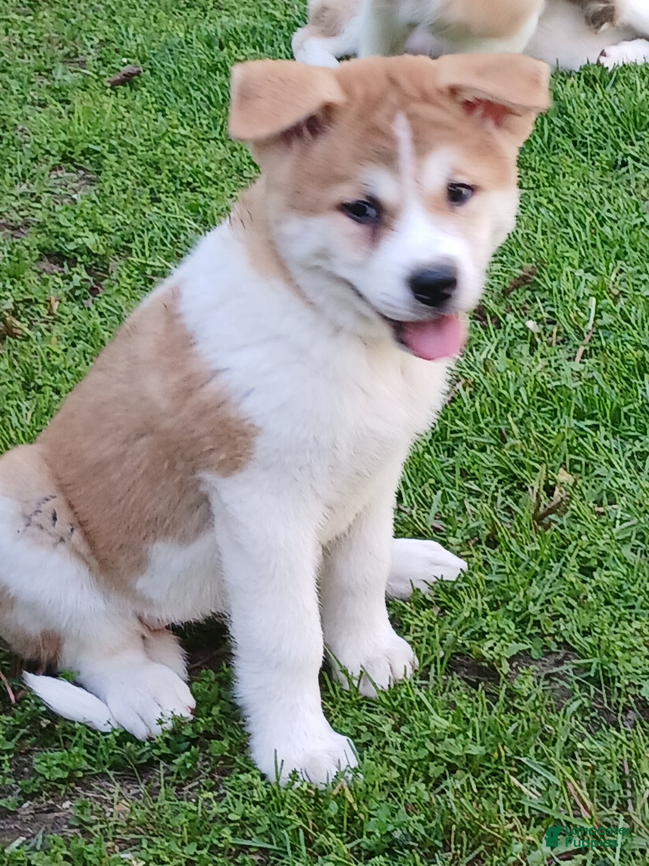 Akita dogs Cypress - Ad 1