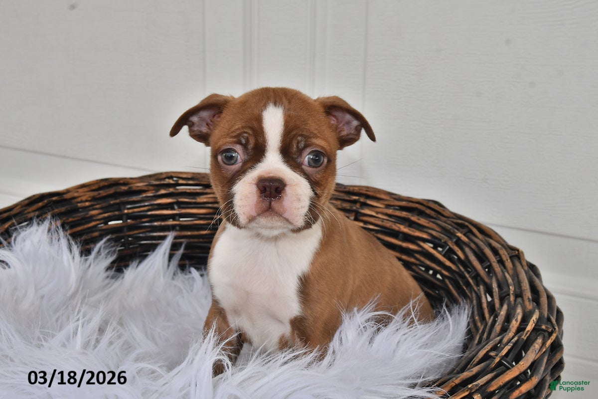 Boston Terrier dogs Jewel - Ad 1