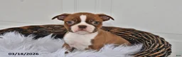Boston Terrier dogs for sale: Jewel - Ad 1