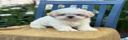 Shih Tzu dogs for sale: Henley - Ad 1