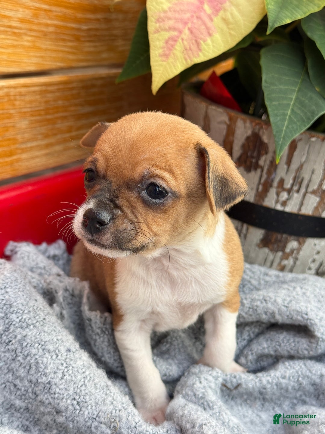 Chihuahua dogs for sale: Cole - Ad 12