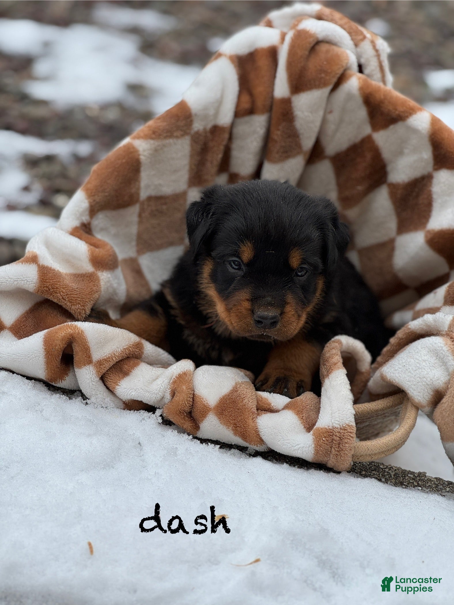 Rottweiler dogs Dash (docked tail)  - Ad 36