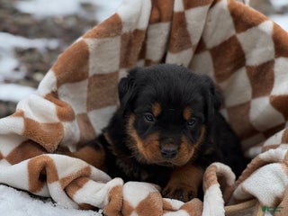 Rottweiler dogs Dash (docked tail) - Ad 40