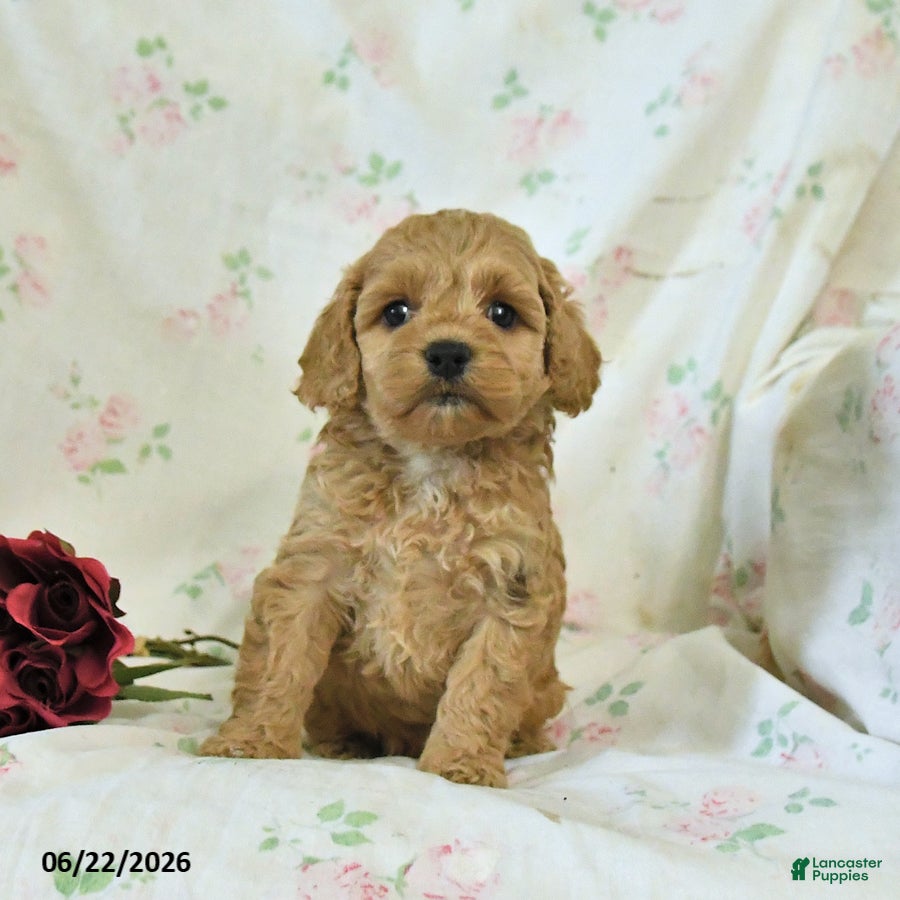 Cockapoo dogs Cuddles - Ad 2