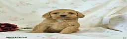 Cockapoo dogs for sale: Cuddles - Ad 2