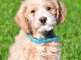 Mixed Breed dogs - Ad 10