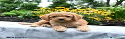 Cockapoo dogs for sale: Faith - Ad 23