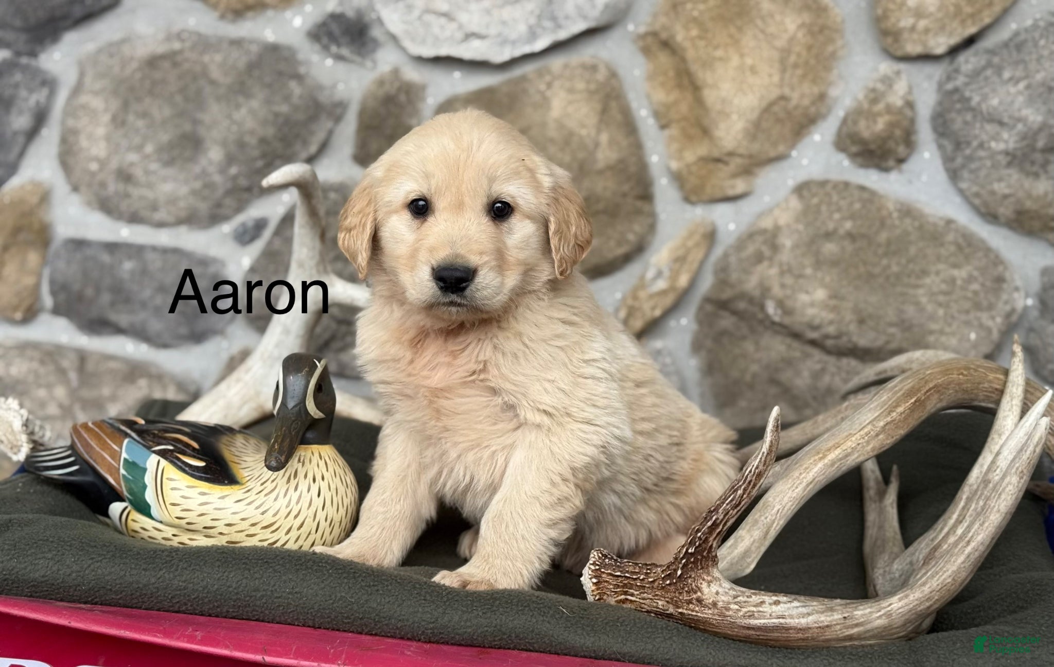 Golden Retriever dogs Aaron - Ad 14
