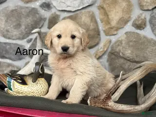 Golden Retriever dogs Aaron - Ad 14