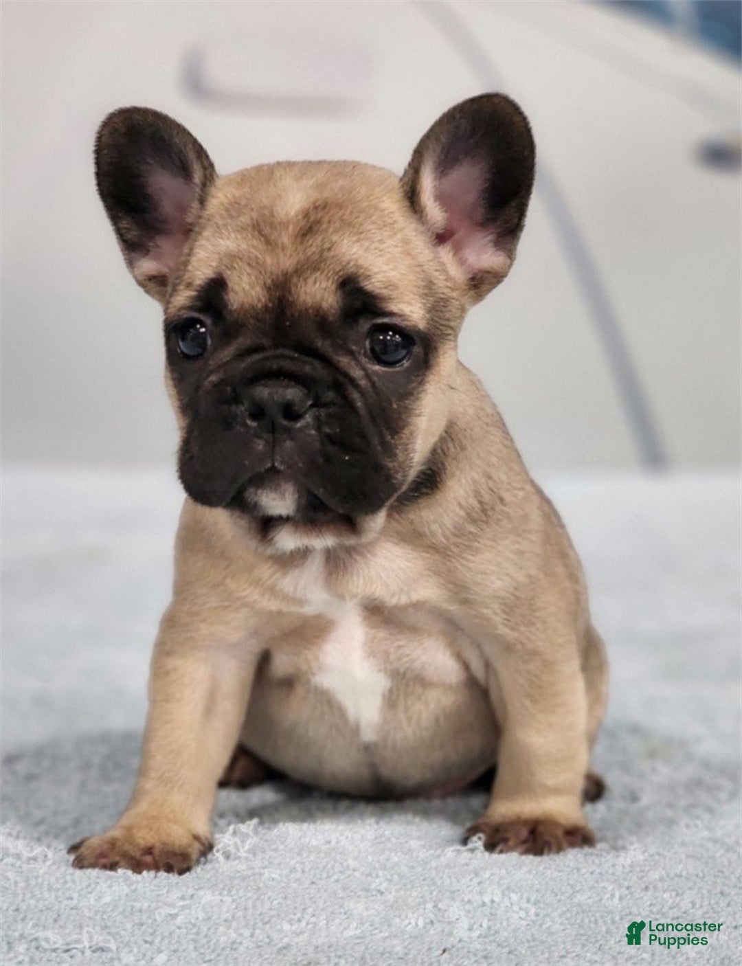French Bulldog dogs for sale: Frank - Ad 5