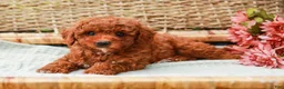 Miniature Labradoodle dogs for sale: Kiwi - Ad 4