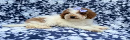 Miniature Poodle dogs for sale: Charlotte - Ad 6