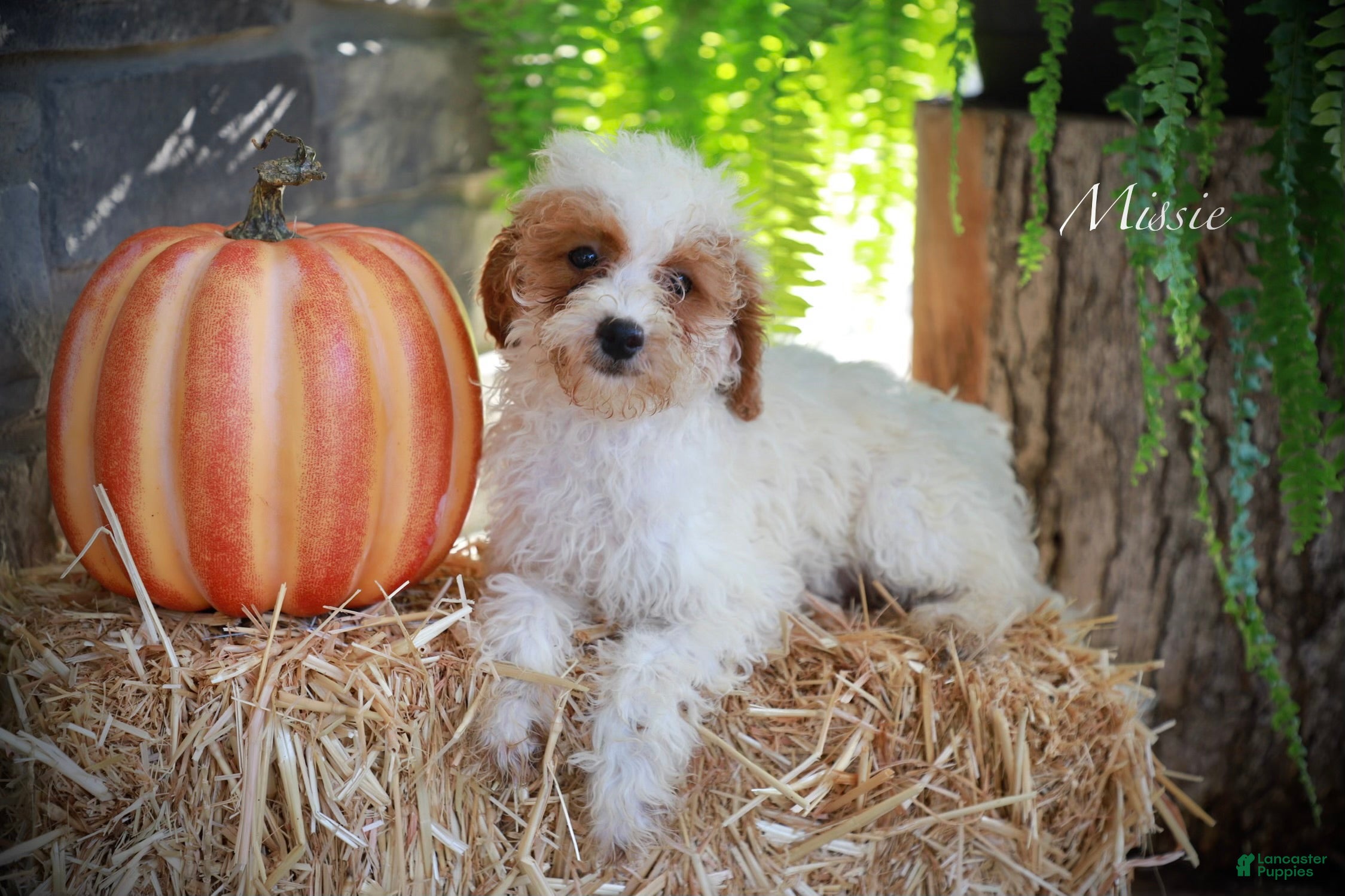 Miniature Poodle dogs Missy - Ad 1