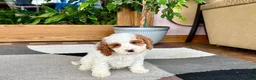 Cavapoo dogs for sale: Cavapoo male 1 - Ad 4