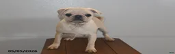 Pug dogs for sale: Sweetheart - Ad 4