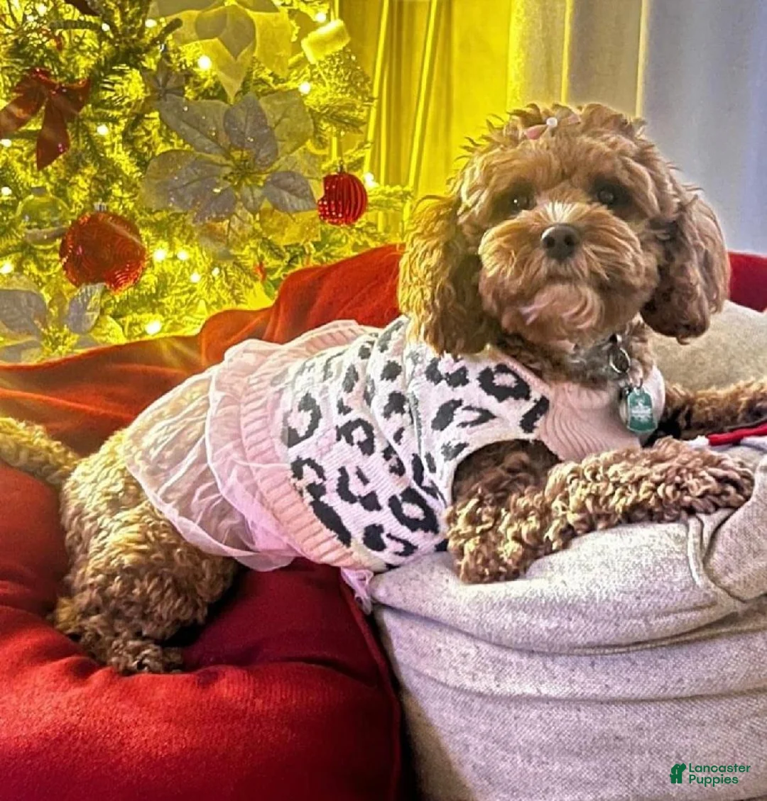 Cavapoo dogs for sale: Betsy - Ad 4