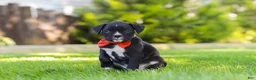 Boxer dogs for sale: Jax - Ad 4