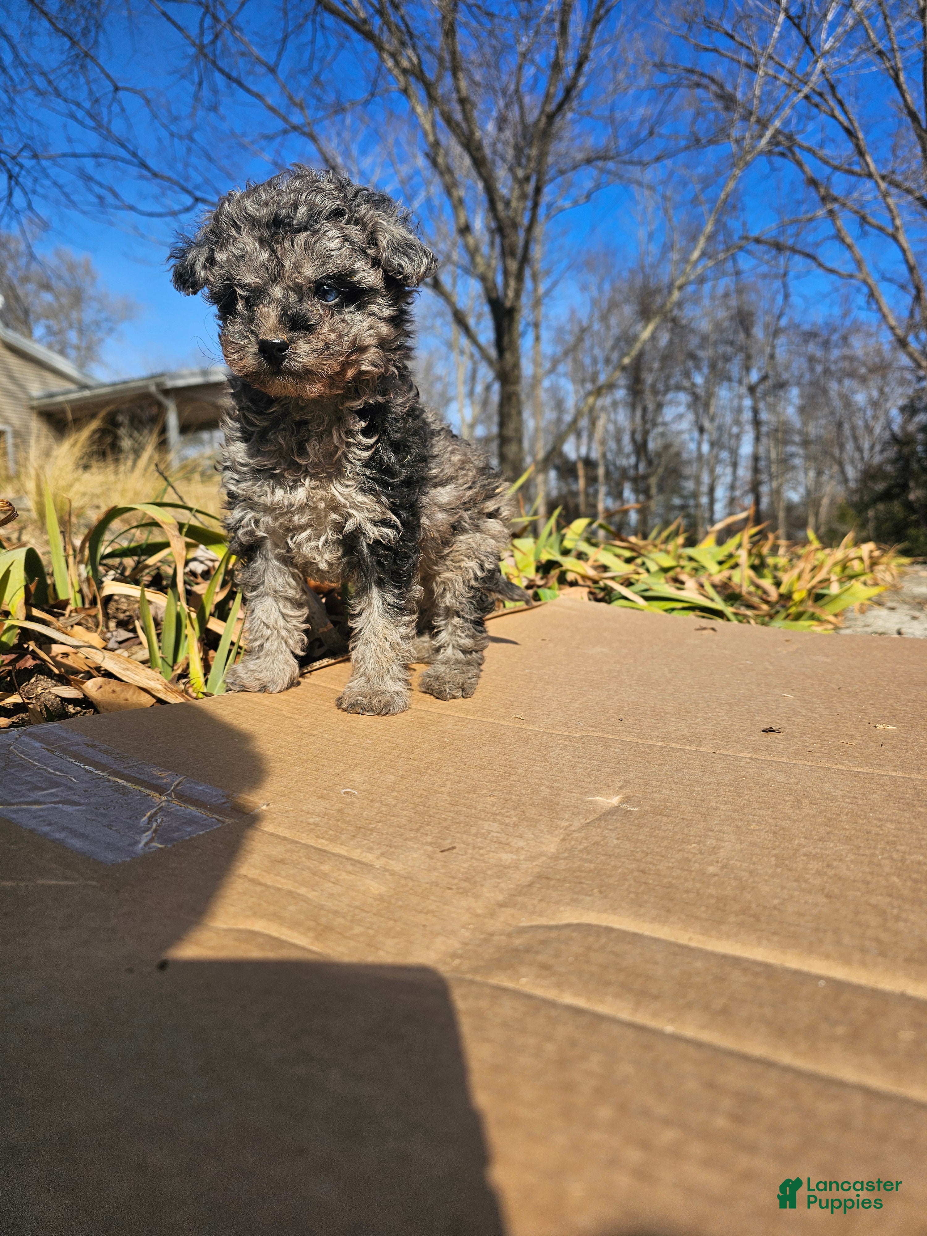 Toy Poodle dogs Abby - Ad 20