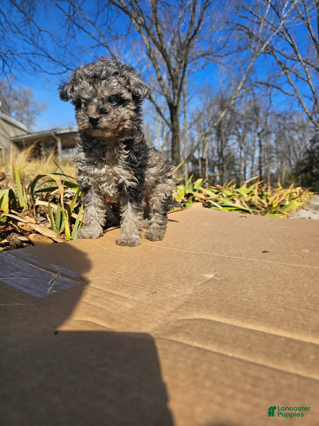 Toy Poodle dogs for sale: Abby - Ad 1