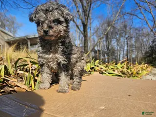 Toy Poodle dogs Abby - Ad 20