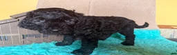 Labradoodle dogs for sale: Labradoodle 3 - Ad 4
