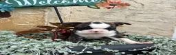 Boston Terrier dogs for sale: Kathi - Ad 16