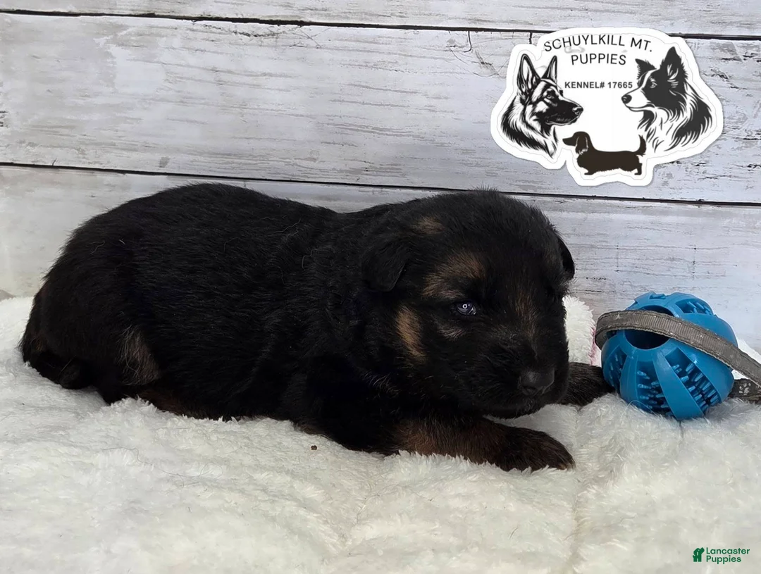 German Shepherd dogs for sale: Tracker  - Ad 1