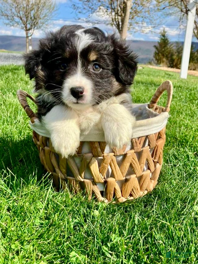 Miniature Australian Shepherd dogs Luna - Ad 1